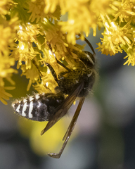 Media resource of Dolichovespula maculata