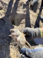 Thomomys bottae centralis