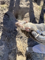 Thomomys bottae centralis