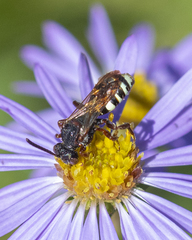 Nomada vicina