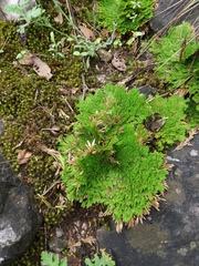 Selaginella pilifera