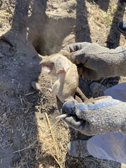 Thomomys bottae centralis