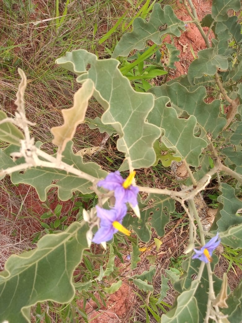 Solanum lycocarpum