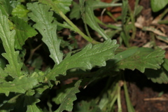 Nidorella podocephala