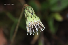 Oreoseris maxima