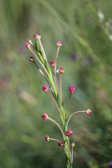 Zaluzianskya elongata