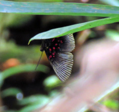 Lyropteryx apollonia