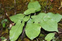 Oreoseris maxima