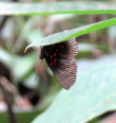 Lyropteryx apollonia