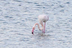 Phoenicopterus roseus