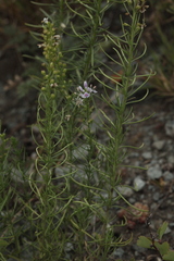 Veronica pinnata
