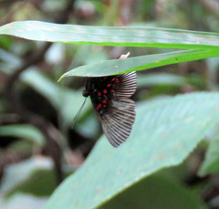 Lyropteryx apollonia