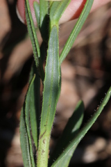 Zaluzianskya elongata