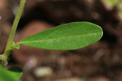 Limeum viscosum transvaalense