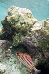 Sargocentron microstoma