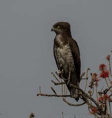 Circaetus beaudouini