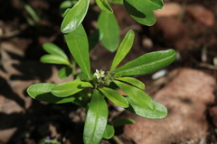 Limeum viscosum transvaalense