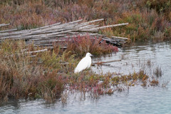 Egretta garzetta