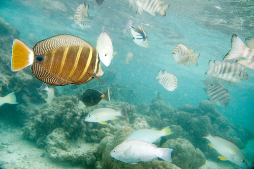 Pacific Sailfin Tang