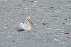 Pelecanus crispus
