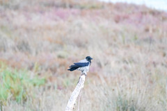 Corvus cornix