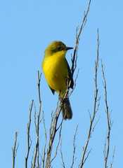 Pseudocolopteryx acutipennis