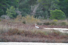 Ardea alba