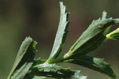 Afroaster serrulatus