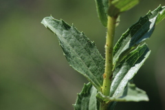 Afroaster serrulatus