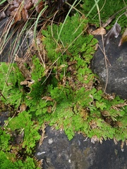 Selaginella pilifera