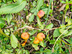 Hygrocybe calciphila