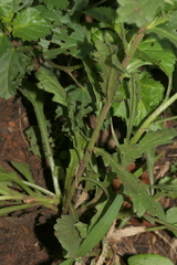 Nidorella podocephala