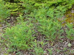 Astragalus canadensis