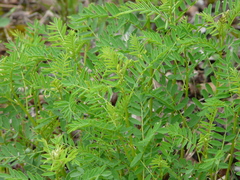 Astragalus canadensis