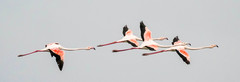 Phoenicopterus roseus
