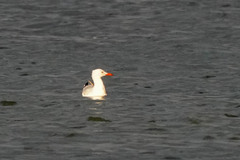 Chroicocephalus genei