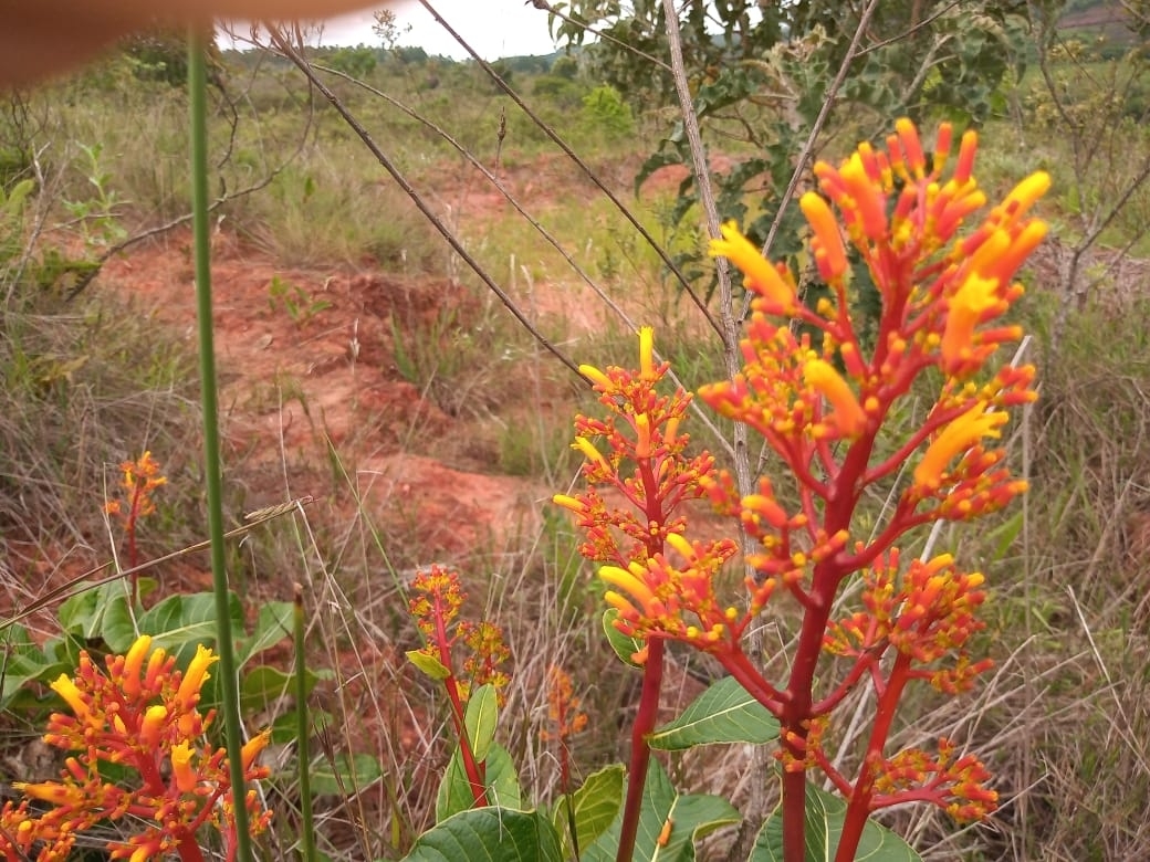 Palicourea rigida