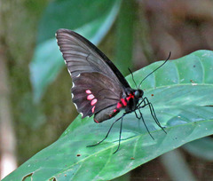 Parides anchises nielseni