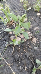 Amaranthus retroflexus