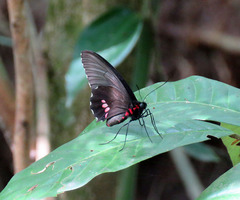 Parides anchises nielseni