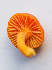 Hygrocybe calciphila