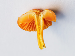 Hygrocybe calciphila