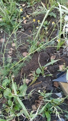 Tripleurospermum inodorum