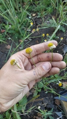 Tripleurospermum inodorum