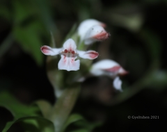 Herpysma longicaulis