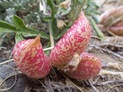 Astragalus chamaeleuce