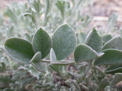 Astragalus chamaeleuce