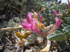 Astragalus chamaeleuce