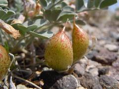 Astragalus chamaeleuce