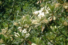 Saurauia pseudostrigillosa